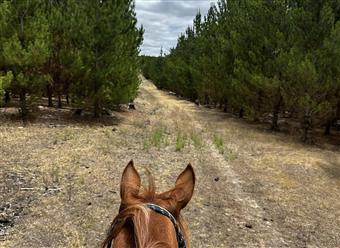 Plan B at Mount Crawford