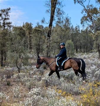 Hindmarsh RIde 