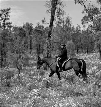 Hindmarsh RIde 